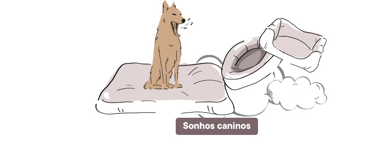 Camas para sonhos caninos